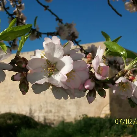 Casa Vacanze Mandorlo in Fiore *